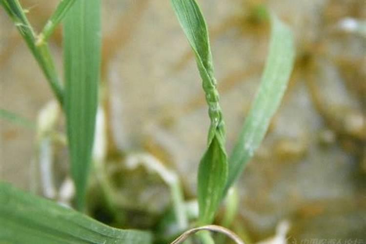 田间的隐形杀手：除草剂药害的症状解析