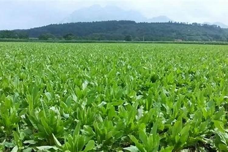 油沙地的绿色奇迹：适宜作物与种植策略