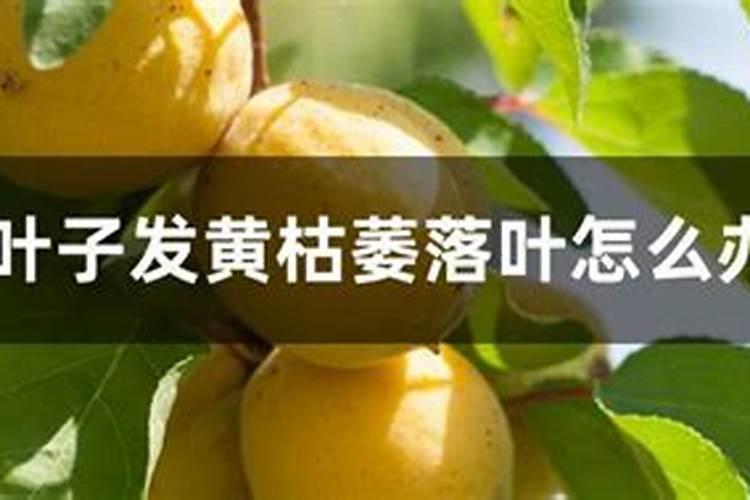 杏树叶子发黄枯萎落叶是什么原因？？