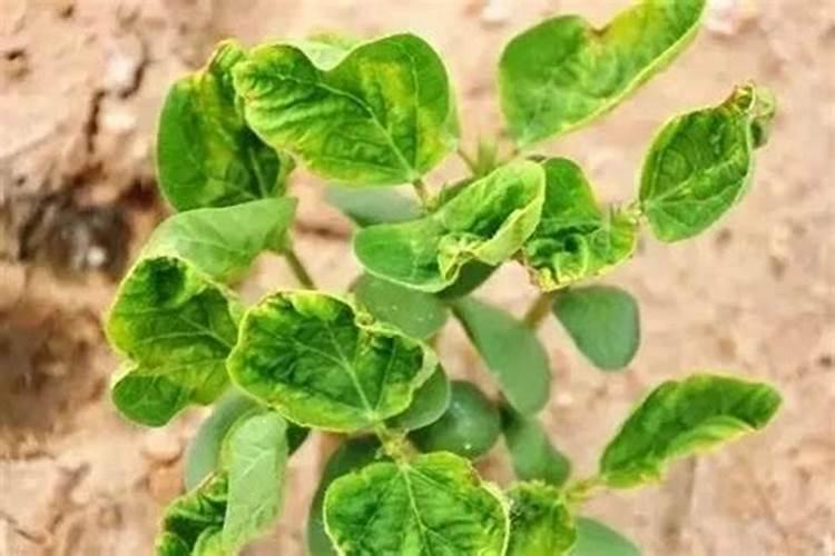 波尔多液药害发生的原因以及对策？