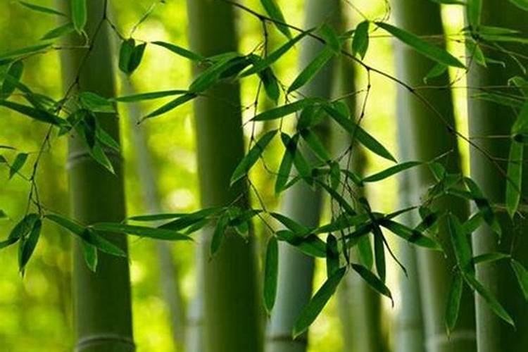 家里养竹子用什么肥好