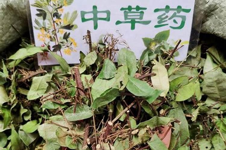 绿水青山间的珍贵宝藏：广西药材种植探秘