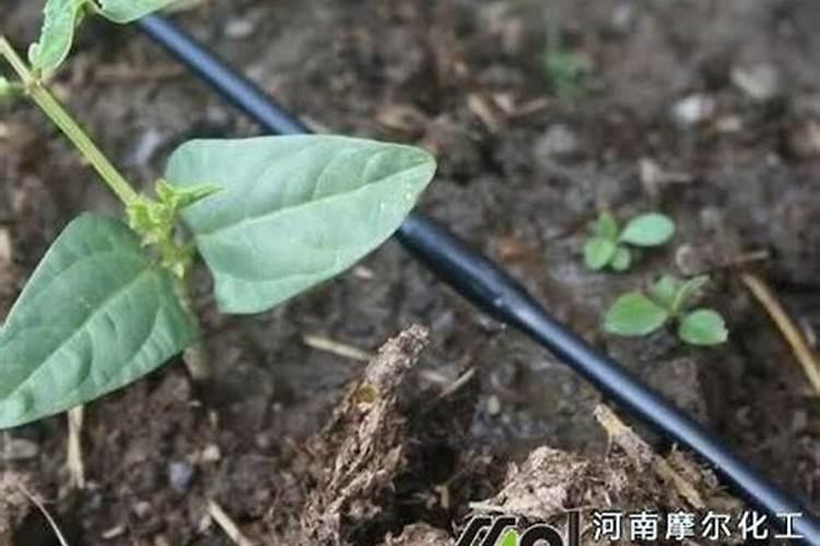进口水溶肥如何分辨真假好坏