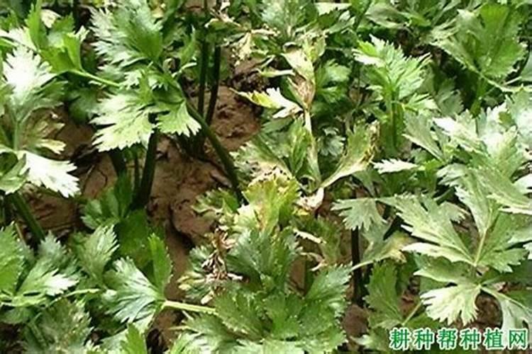 芹菜早疫病是由什么原因引起的？