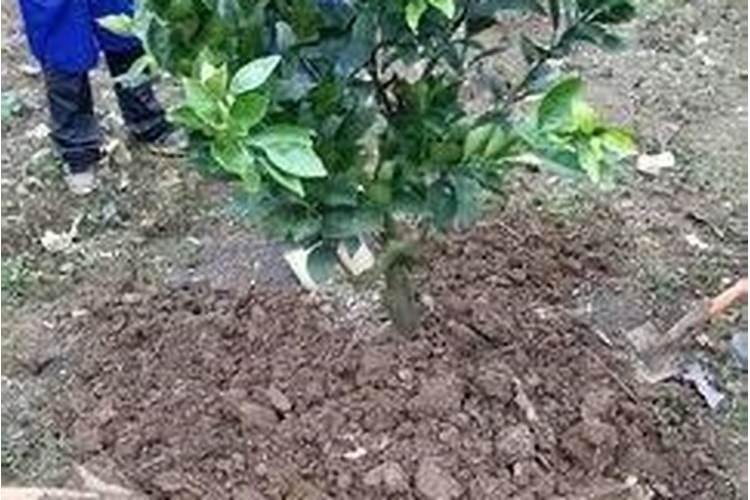什么是秋梢肥？秋梢肥施用方法