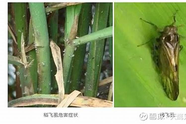 水稻的虫害该怎么处理啊？