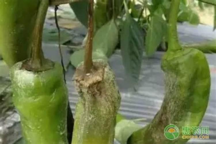 田间守护者：青椒软腐病的药物防治策略