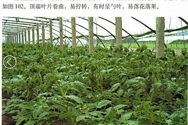 西红柿肥害与防治
