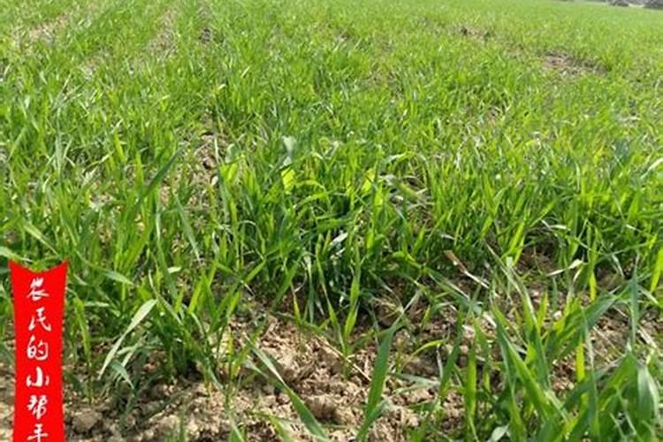 冬季小麦除草：策略与技巧，避免药害的关键
