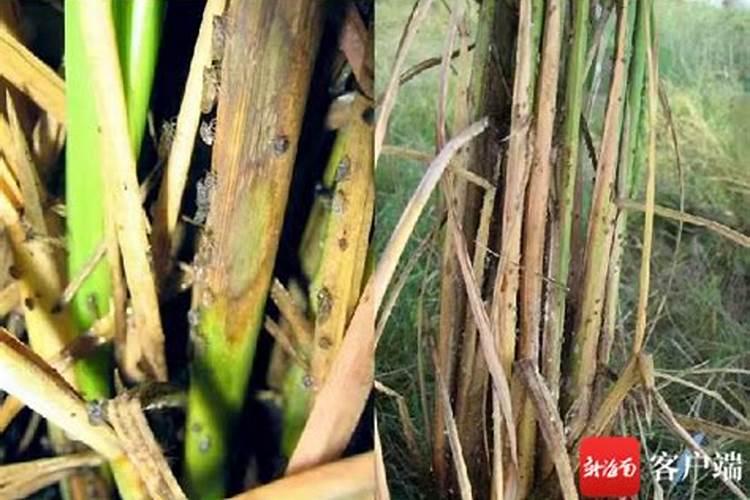 如何防治水稻病毒病？