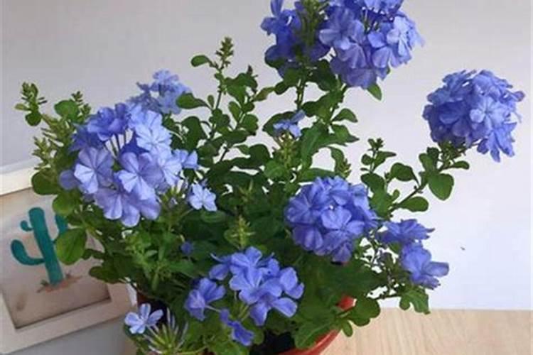 蓝雪花什么季节施肥最好