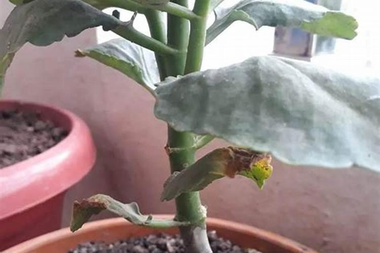 揭秘长寿花黑腐病的克星：有效防治策略