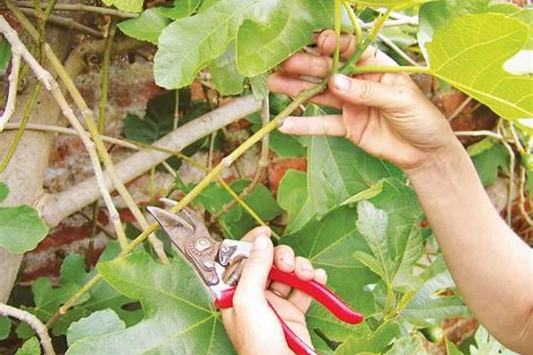 无花果修剪艺术：塑造果实盛宴