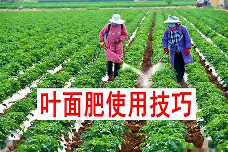 揭秘叶面肥的正确使用方法：提升作物产量与品质的关键步骤？