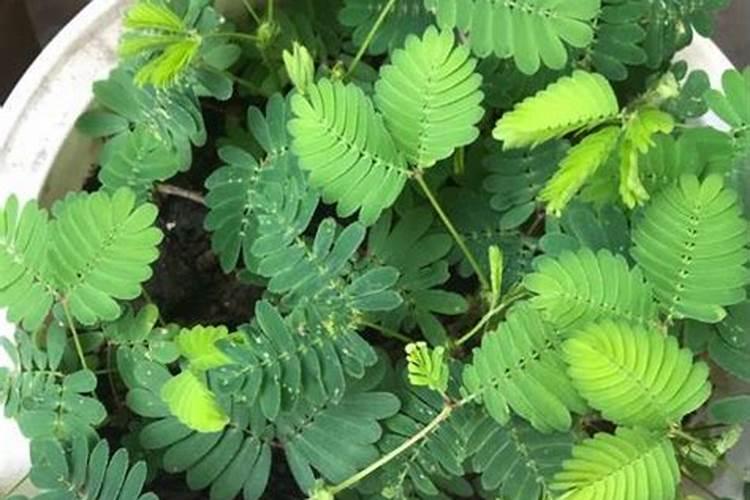 含羞草为什么不开花？让含羞草开花的方法