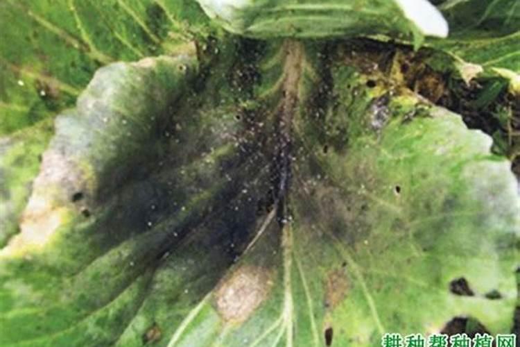 甘蓝煤污病的防治