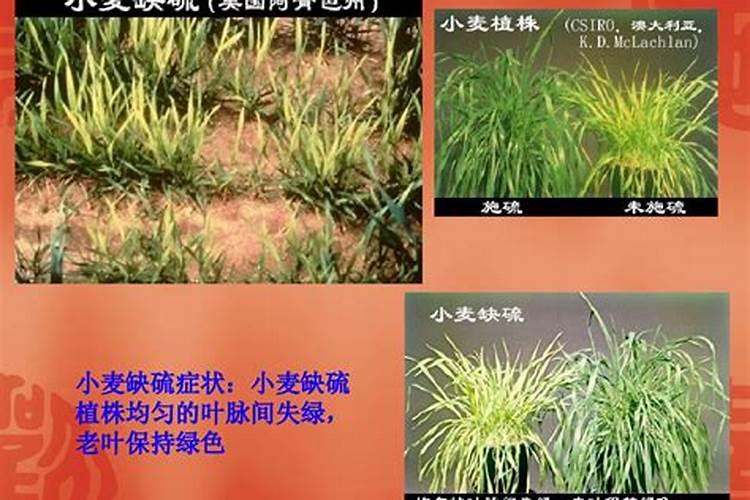 水稻缺硫的症状表现，水稻缺氮的表现症状是什么？