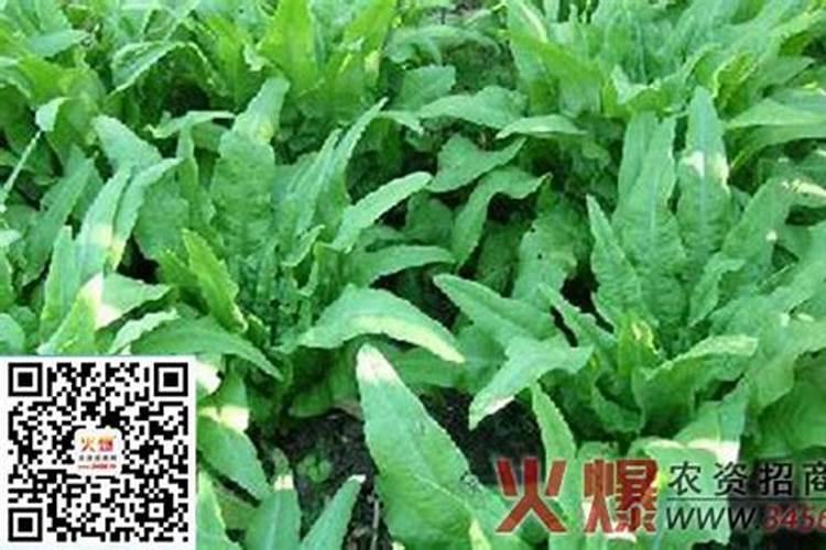 守护绿意盎然：莴笋病害防治的智慧之道