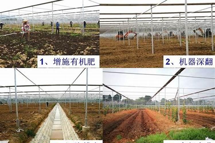 阳光玫瑰小苗用什么磷肥最好？