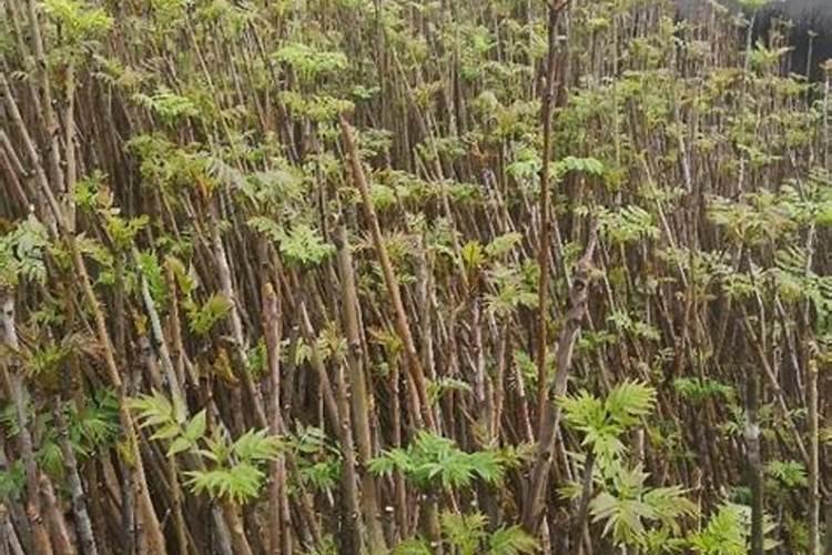香椿种植技术与管理