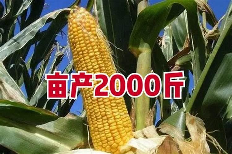 玉米不施肥亩产能达到多少？——科学种植技术与实践探讨