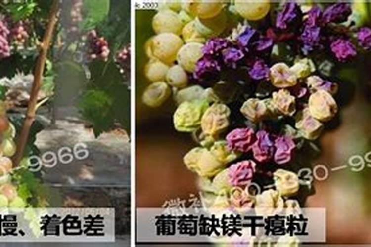 葡萄缺镁表现什么症状？如何进行矫正？