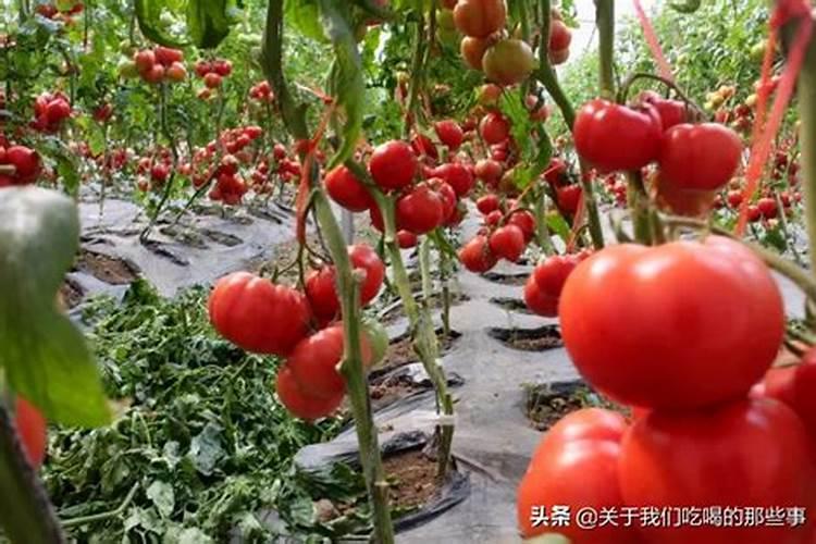 十大打农药最多的菜有哪些