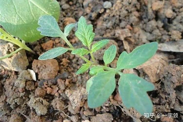 番茄高脚苗症状是什么？如何解决番茄高脚苗？