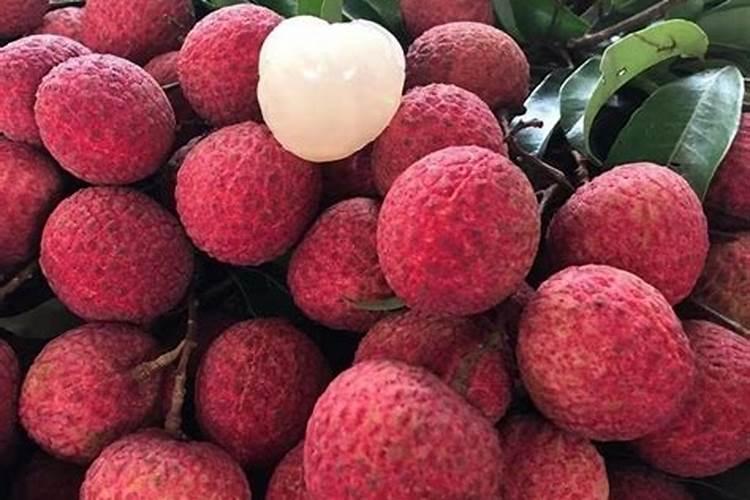 荔枝龙眼4月保果与防治病虫害：关键策略解析