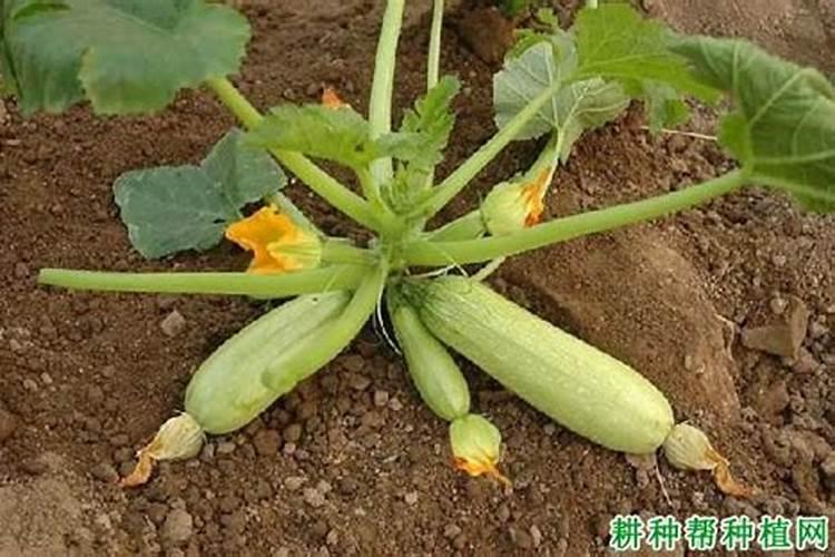 西葫芦化瓜的原因是什么？
