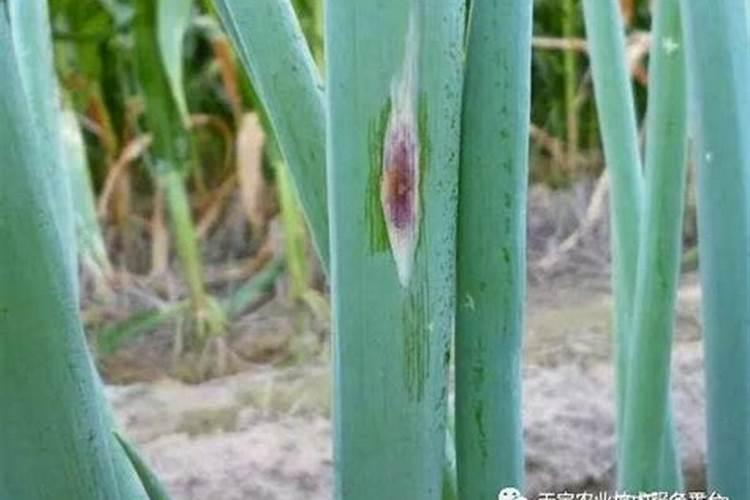 洋葱紫斑病药剂防治全解析
