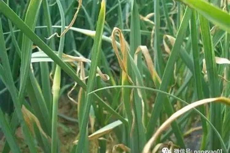 韭菜干叶病预防方法？