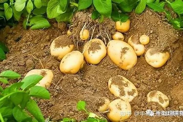 揭秘：土豆晚疫病的预防之道