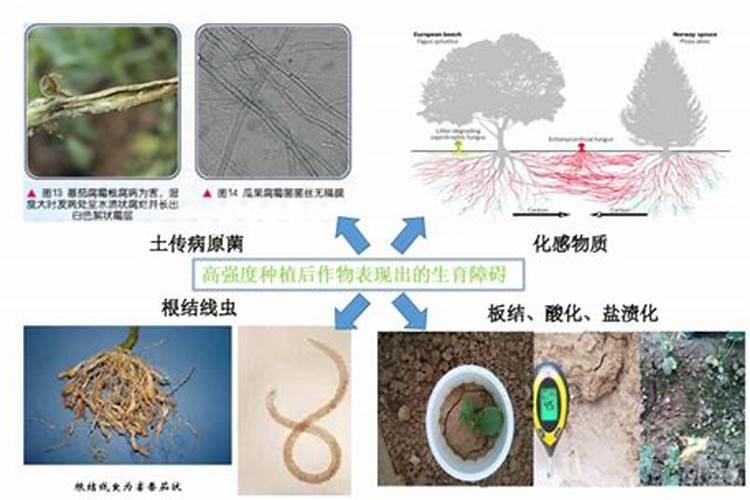 连作障碍会导致农作物低产,其产生原因和防治措施分别是什么？