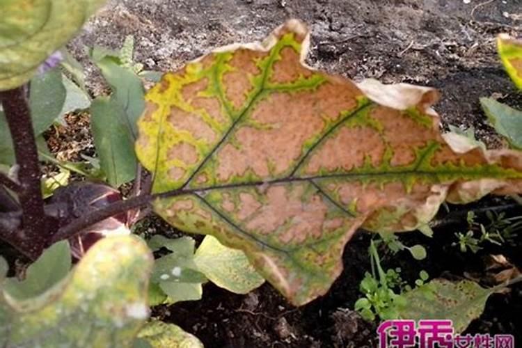 茄子叶片失绿变黄什么原因？