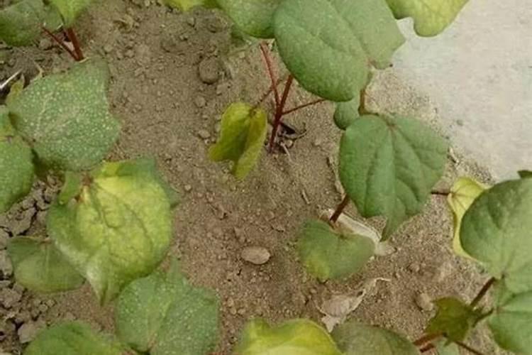 除草剂药害的病症总结