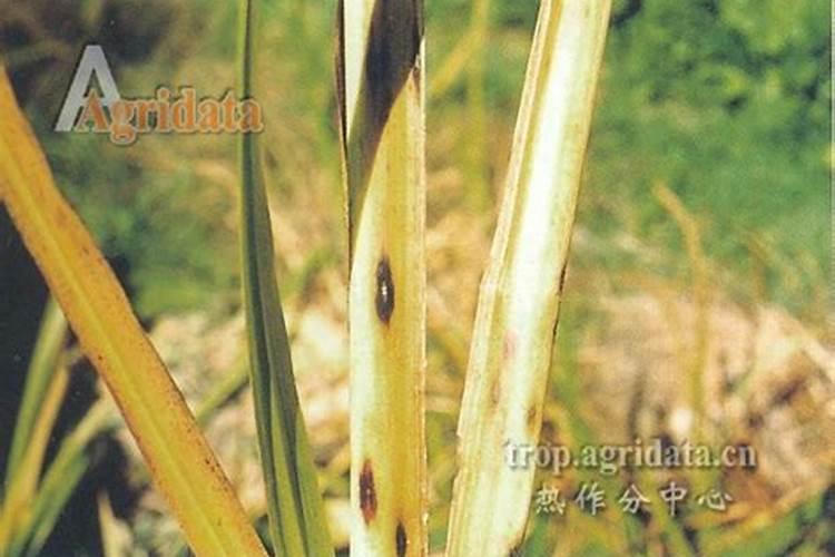 茭白瘟病用什么药？