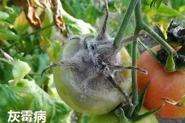 战胜蔬菜灰霉病：农药防治的科学策略