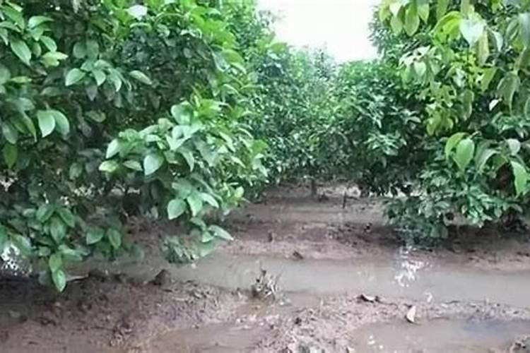 果园受涝后该如何管理？