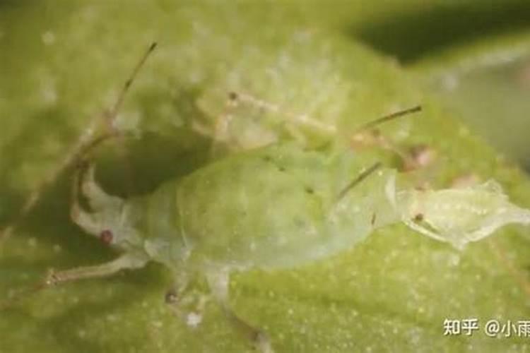 守护绿意盎然：蔬菜蚜虫防治全攻略