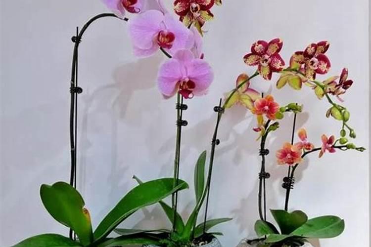 家庭盆栽蝴蝶兰的养护与病虫害防治指南
