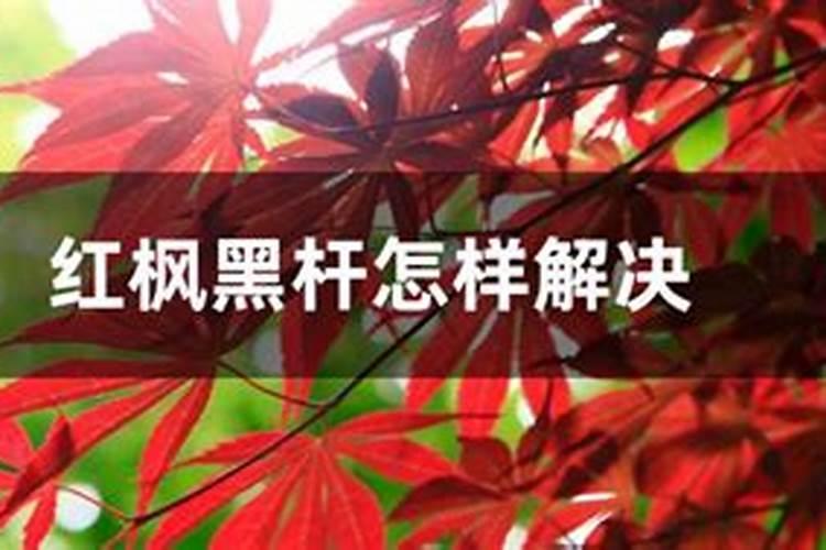 红枫黑杆怎样解决？
