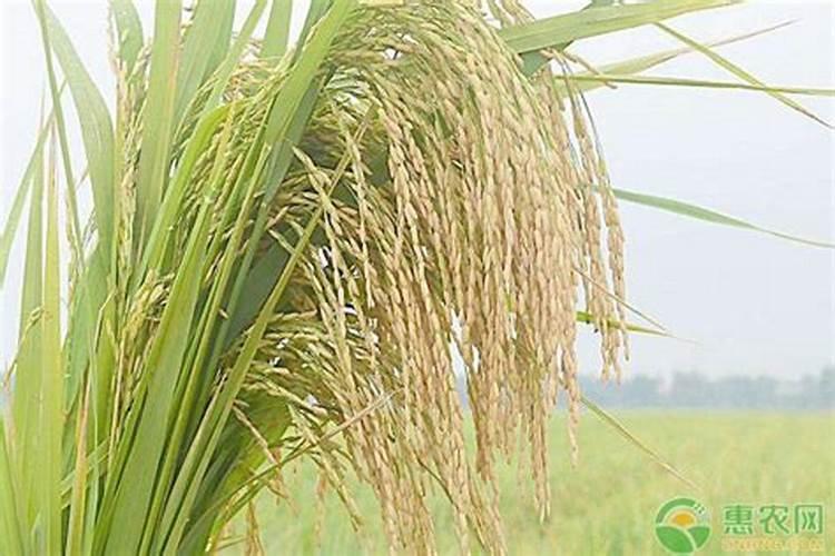 水稻因天气原因抽穗困难怎么办，该如何减少损失？