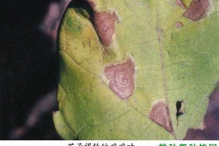 茄子细轮纹病如何防治？
