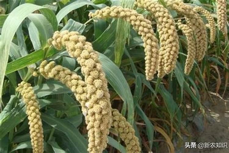 迎茬种植谷子有什么弊端？