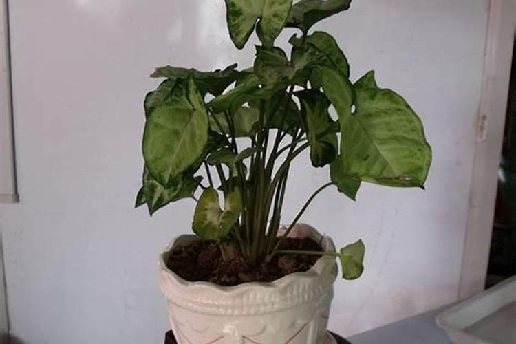 白蝶合果芋的养殖方法与注意事项？