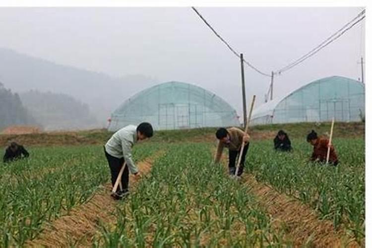 大蒜锈病的防治策略：确保健康丰收的关键