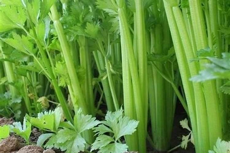 绿意盎然：战胜芹菜空心病的科学策略