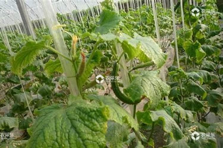 大棚黄瓜化瓜的原因，大棚黄瓜化瓜的防治方法？