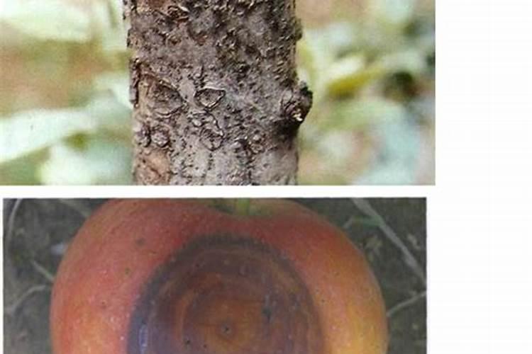 苹果树干腐病药剂防治